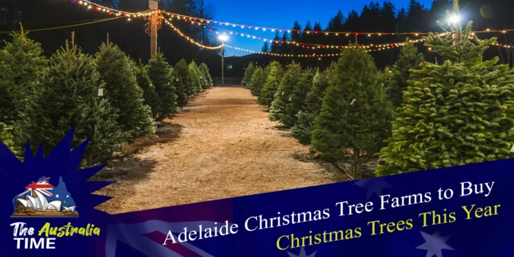 Adelaide Christmas Tree Farms to Buy Christmas Trees This Year