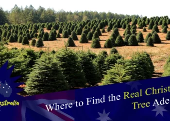 Where to Find the Real Christmas Tree Adelaide
