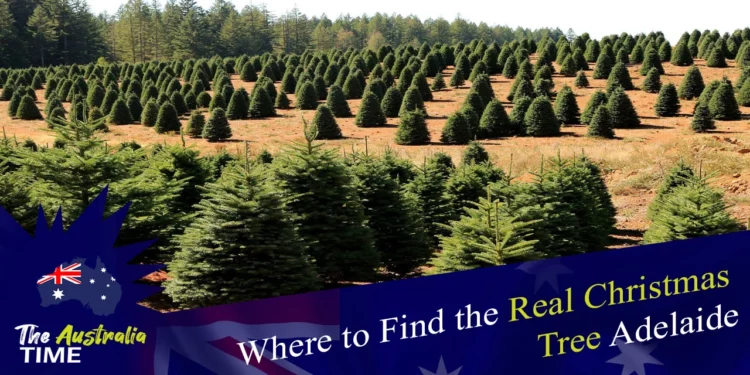 Where to Find the Real Christmas Tree Adelaide