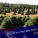 Where to Find the Real Christmas Tree Adelaide