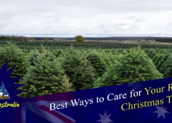 Best ways to care for your Real Christmas trees