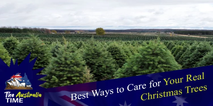 Best ways to care for your Real Christmas trees