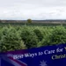 Best ways to care for your Real Christmas trees